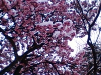 雪桜.jpg